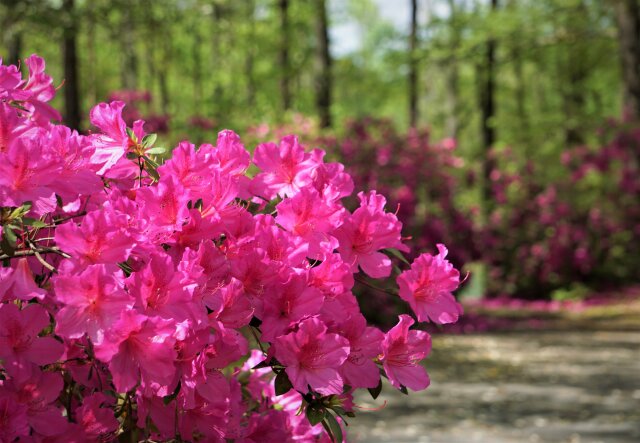 Pretty purple Azalea flower blooming in the Callaway Gardens in Springtime, GA USA.
