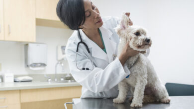 Doctor Opens First Black Woman-Owned Veterinary Clinic In Cleveland