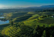Mercier Orchards In Blue Ridge Is A North Georgia Wonderland