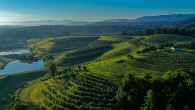 Mercier Orchards In Blue Ridge Is A North Georgia Wonderland