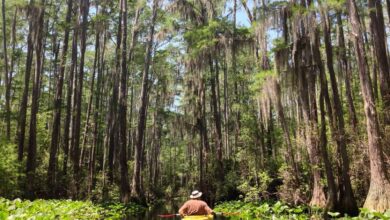 New project to explore history of Okefenokee’s Black conservationists