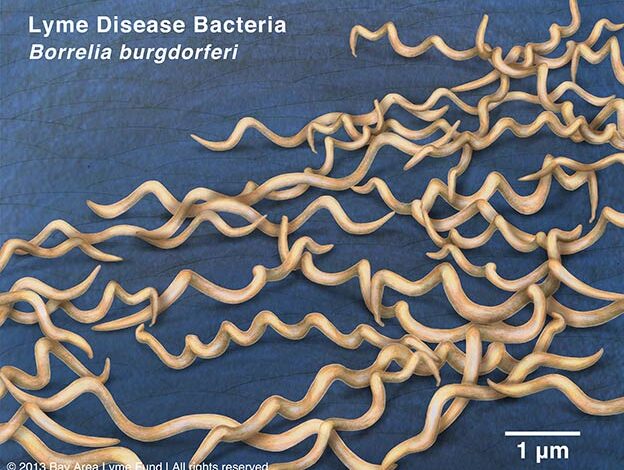 Seven herbal medicines can kill Lyme disease bacteria in test tube