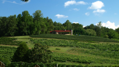 The Top 12 Vineyard Vacations in Georgia for a Unique Getaway