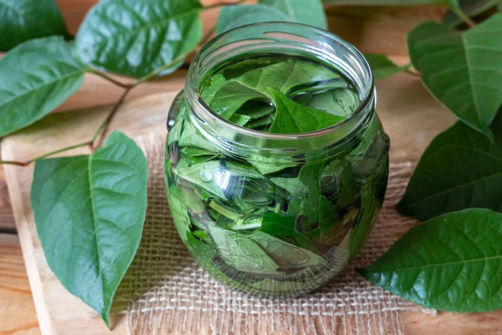 jar of Japanese knotweed