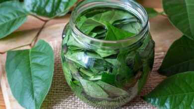 2 herbal compounds may beat antibiotics