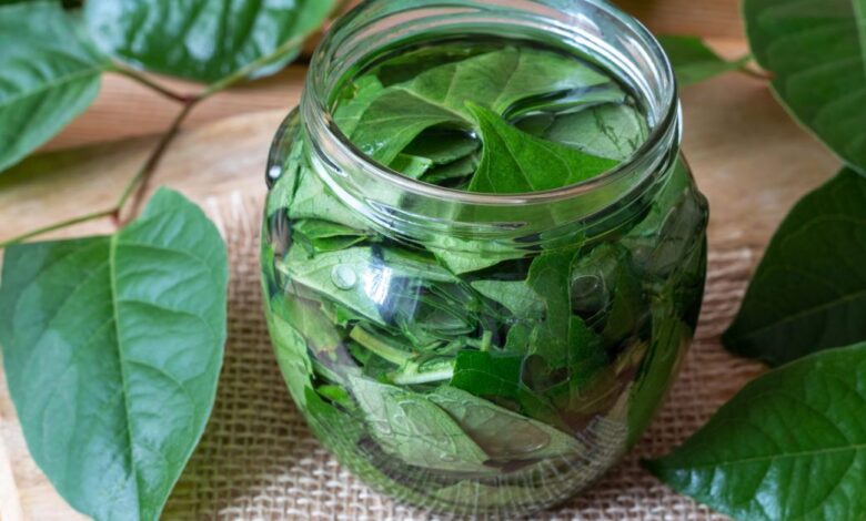 2 herbal compounds may beat antibiotics