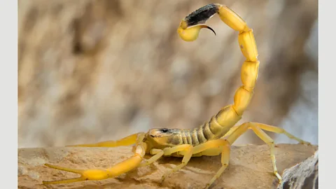 Getty Images The venom of a deathstalker scorpion helps researchers find, and remove, cancer tumours too small for even MRI scans to spot (Credit: Getty Images)