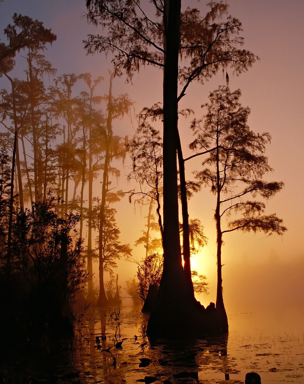 okefenokee swamp