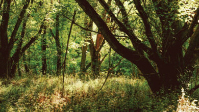 “The birds stopped singing”: Inside the battle for Atlanta’s South River Forest
