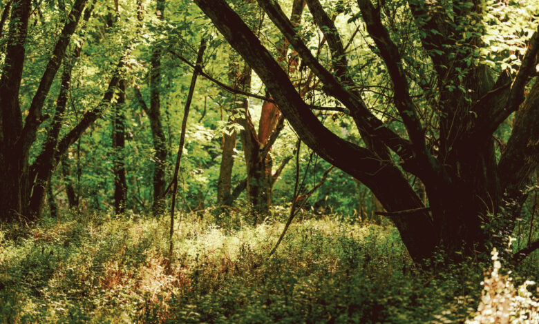 “The birds stopped singing”: Inside the battle for Atlanta’s South River Forest “The birds stopped singing”: Inside the battle for Atlanta’s South River Forest