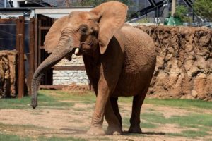 Elephant at Zoo Atlanta