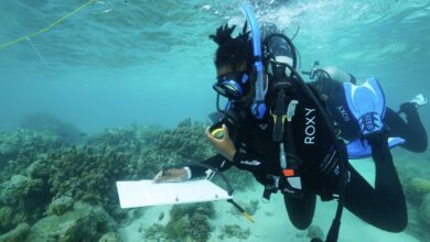 Black Marine Biologists And Certified Divers Share Best Destinations For Scuba Diving and Snorkeling