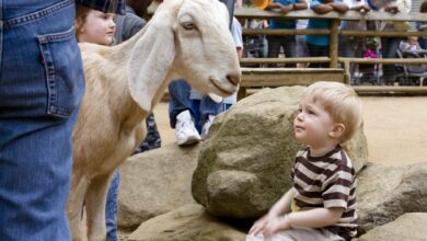 Fun Things to Do This Week