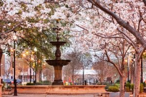 Cherry Blossom Trees in Macon