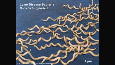 Seven herbal medicines can kill Lyme disease bacteria in test tube