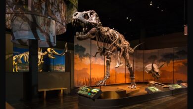 Cartersville collects museums of art, history and wonder