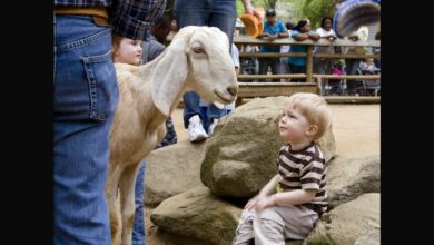 Fun Things to Do This Week